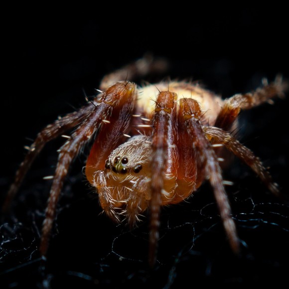 Meet your Posher, Delano - Picture 1 of 1